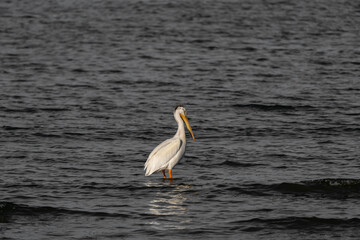 A pelican searching for his next meal (2)