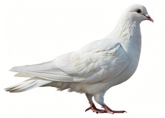 Naklejka premium Majestic White Dove Bird Isolated on White Background Pure White Feathers Detailed Profile