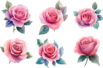 Fototapeta premium Watercolor Pink Rose Petals