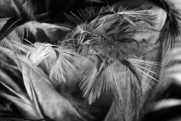 Bird crow swan black feather isolated on white background