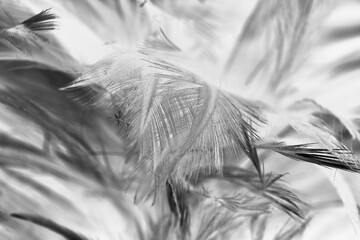 Bird crow swan black feather isolated on white background