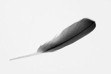 black feather on white background