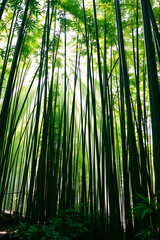 Fototapeta premium green bamboo forest