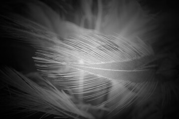 Beautiful black swan feather pattern  texture background