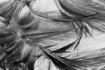 Beautiful black swan feather pattern  texture background