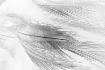 Beautiful black swan feather pattern  texture background