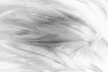 Beautiful black swan feather pattern  texture background
