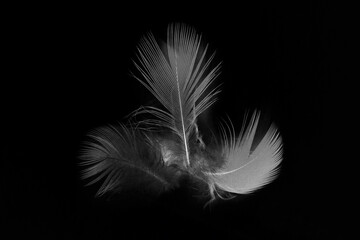 white feather isolated on black background