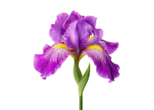Close up of a purple iris flower with yellow accents against a transparent background. Floral beauty, nature concept.