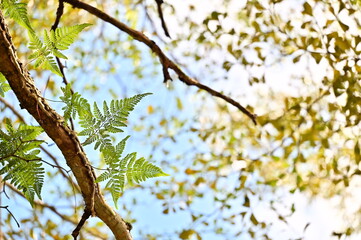 The intricate fern leaf is seen from below, suspended in sunlight. A soft bokeh of yellow-green leaves and blue sky adds dreamy contrast.