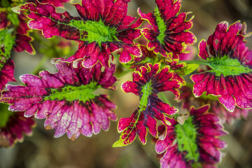 Fototapeta premium Display of Colleus Plants Full Color, Leaves from Color Solenostemon Plants, close appearance of miana plants, jawer kotok plants.