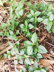 green leaves background