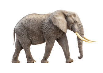 Fototapeta premium African elephant walking, isolated on transparent background. Wildlife concept.