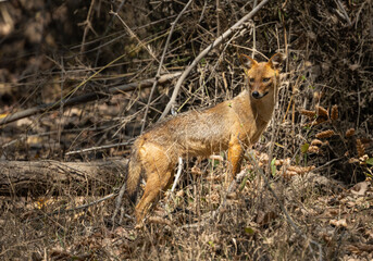Alert Indian Jackal (Canis aureus indicus) in Kanha National Park, India