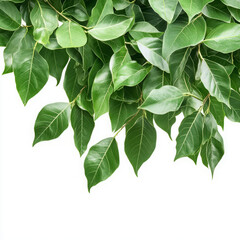 Fototapeta premium Green leaves isolated on white background