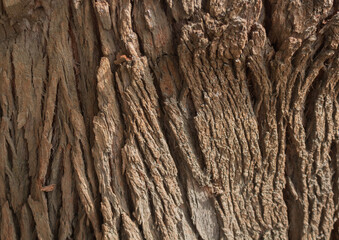wood texture in high contrast and good resolution	