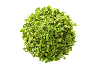 Obraz premium Fresh oregano plant on transparent background. Aromatic herb used in cooking.