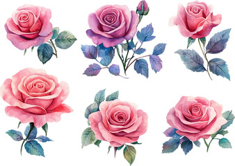 Fototapeta premium Botanical Watercolor Pink Rose – Romantic Wedding Element