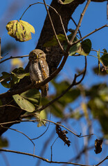 Asian Barred Owlet (Glaucidium cuculoides) sitting on a branch in Kanha National Park, India