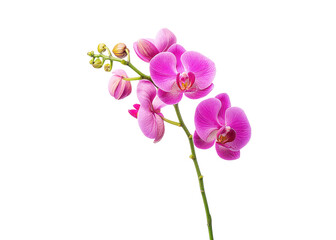 Obraz premium Elegant pink orchid flower on a transparent background. Floral design element.