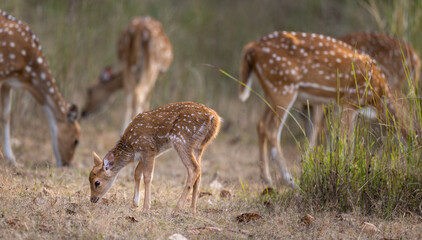 Cute baby or fawn spotted deer (Axis axis) with its herd in Kanha National Park in India