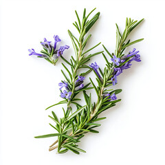 Close-up of rosemary sprigs with purple flowers on white background