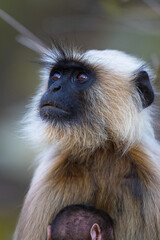 Portrait or face shot of Gray langur (semnopithecus entellus) with baby in Kanha National Park, India