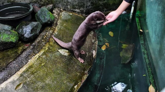 Otter taking the food. The Asian small-clawed otter, also known as the oriental small-clawed otter and the small-clawed otter, is an otter species native to South and Southeast Asia.