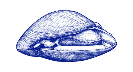 Ark Shell Clam Fish (Akagai) suitable for menu or any purposes, in Sketch Vector Style illustration Easy to recolor and resize