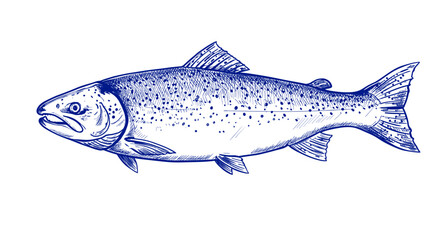 Salmon Fish (Sake) suitable for menu or any purposes, in Sketch Vector Style illustration Easy to recolor and resize