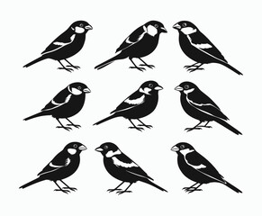 Fototapeta premium Sparrow Bird Silhouette EPS Template on a White Background