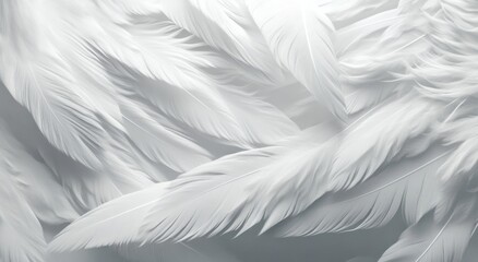 Obraz premium Soft, elegant white feathers