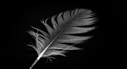 White feather isolated against a dark background.
