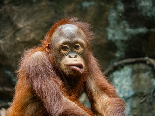 Orang utan Kalimantan smile and kiss  © Scorpii
