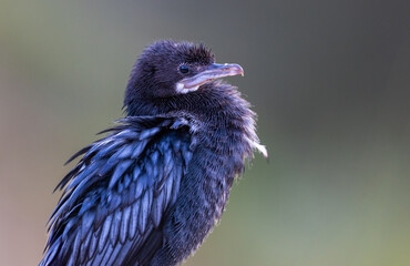Portrait of an Indian cormorant or Indian shag (Phalacrocorax fuscicollis) with nice bokeh in Pench National Park, India