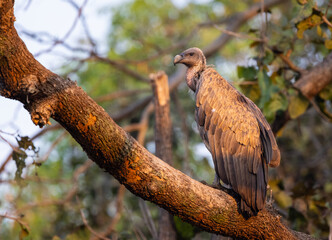 Indian vulture or long-billed vulture (Gyps indicus) in warm morning light on tree branch in Pench National Park, India