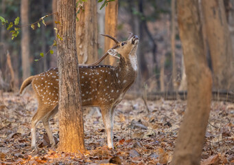 Buck or male spotted deer (Axis axis) walking through the forest in Pench National Park in India