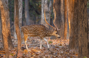 Buck or male spotted deer (Axis axis) walking through the forest in Pench National Park in India