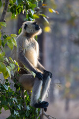 Gray langur (semnopithecus entellus) sitting in a tree in Pench National Park, India