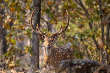 Buck or male spotted deer (Axis axis) looking at us in the forest in Pench National Park in India