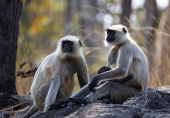 Two gray langur (semnopithecus entellus) in Pench National Park, India