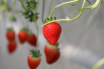 須金フルーツパーク、いちご狩り、グランピング、山口県