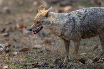 Indian Jackal (Canis aureus indicus) in Pench National Park, India