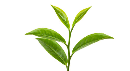 Fototapeta premium Vibrant Green Tea Leaves A Close-Up Look at the Freshness of Nature's Finest