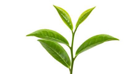 Vibrant Green Tea Leaves A Close-Up Look at the Freshness of Nature's Finest