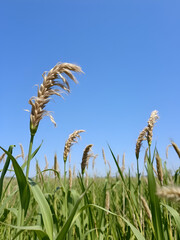 feld getreide korn sommer