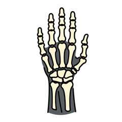 Anatomical skeleton hand illustration on a plain background  
