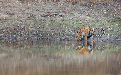 Bengal Tiger (Panthera tigris tigris) in the wild drinking water in a pond, in the Pench  National...