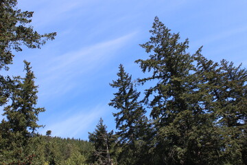 The dense evergreen forests of the Chuckanut Mountains