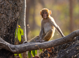 rhesus macaque (Macaca mulatta) sitting on a branch in Pench National Park